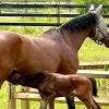 A mare and foal by a fence in a pasture