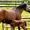 A mare and foal by a fence in a pasture