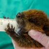 A beaver kit being held and fed by an LVT at Cornell