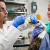 Two clinicians with a bald eagle at the wildlife hospital