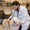 Lymphoma patient and vet