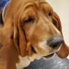 Close up of a basset hound's face during a veterinary exam