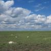 Dead saiga antelopes on the steppe