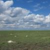 Dead saiga antelopes on the steppe