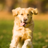 Dog running in field.