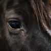 Close up shot of a horse's eyes