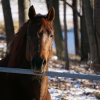 A horse standing at a fence