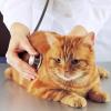 Cat being examined by physician