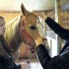 Quarterhorse pony Hazel, diagnosed with trigeminal nerve neuralgia, benefits from treatment at Cornell