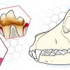 Illustration in the dentistry diagnostics course