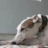 Takoda, a greyhound, lying down