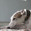 Takoda, a greyhound, lying down