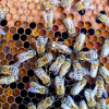 Honey bees in a hive