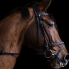 A silhouette view of a horse against a dark black background