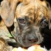 A brindle coat mixed breed dog surrounded by shadow, sitting in a window's sunlight with a rope toy between its paws