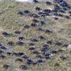 Migrating African buffalo