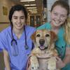A student and an LVT pose with a yellow Lab patient inside the Cornell University Hospital for Animals