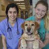 A student and an LVT pose with a yellow Lab patient inside the Cornell University Hospital for Animals