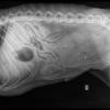 radiograph of dog abdomen showing placenta percreta