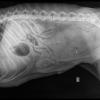 radiograph of dog abdomen showing placenta percreta