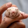 A naked mole rat held in a hand