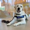 Orvis, a Guiding Eyes for the Blind dog, sitting in the Cornell Vet atrium