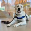 Orvis, a Guiding Eyes for the Blind dog, sitting in the Cornell Vet atrium