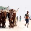 A boy runs alongside a pair of oxen