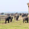 A giraffe stands near elephants in the Kavango Zambezi Transfrontier Conservation Area