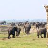 A giraffe stands near elephants in the Kavango Zambezi Transfrontier Conservation Area