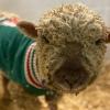 A small sheep wearing a green sweater