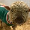 A small sheep wearing a green sweater