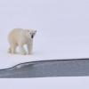 Polar Bear on Iceberg