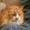 An orange and white longhaired cat rests on a blue blanket