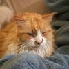 An orange and white longhaired cat rests on a blue blanket