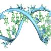 artists illustration of an RNA