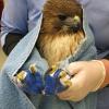A red-tailed hawk receives treatment for lead toxicity at the Cornell Wildlife Health Center