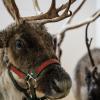 Reindeer at the Cornell University Hospital for Animals