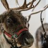 Reindeer at the Cornell University Hospital for Animals