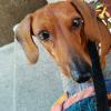 A close-up shot of the nose of a miniature Dachshund