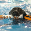 A dog swimming in a pool