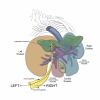 A medical illustration depicting the caudal view of the canine liver anatomy