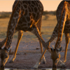 Giraffes drinking water.