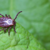 Deer tick on leaf