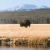 A bison grazing at Yellowstone