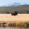 A bison grazing at Yellowstone