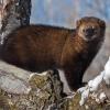 A fisher in upstate New York