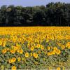 A field of sunflowers