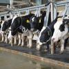 Cows at the teaching dairy barn