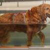A dog exercising on an underwater treadmill